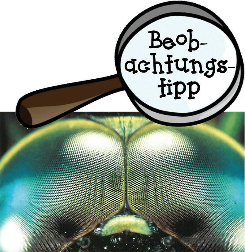 Beobachtungstipp