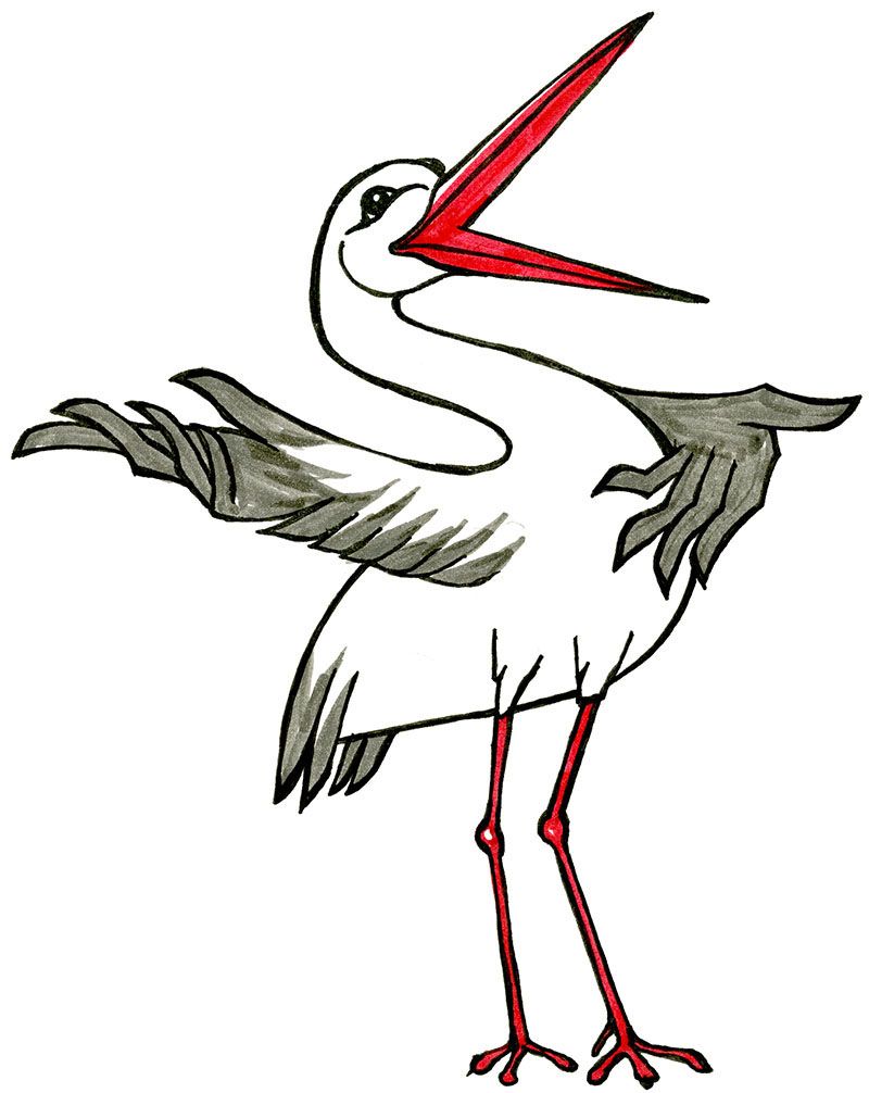 Storch Tom