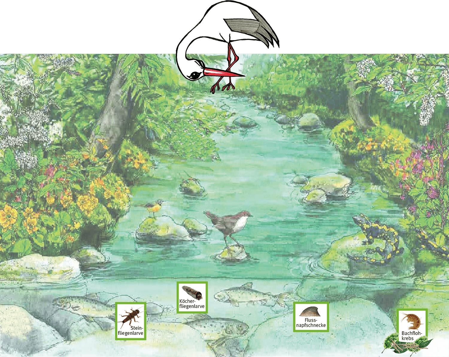 Bach und seine Bewohner