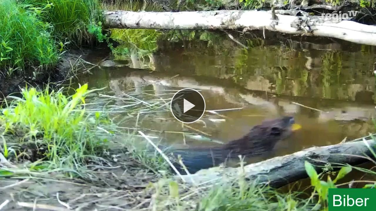 Titel Fernsehfilm Biber