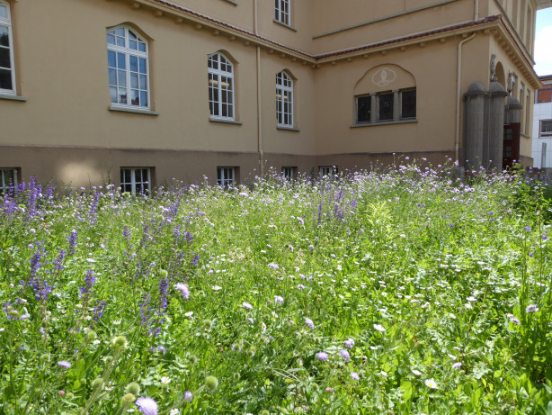 Blumenwiese am Gebäude des Schulverbundes (ehemalige Realschule)