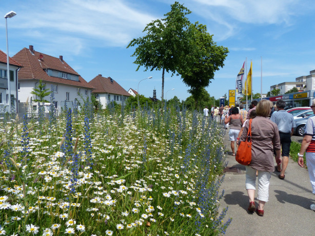 Blumenwiesenstreifen entlang der Buchauer Straße