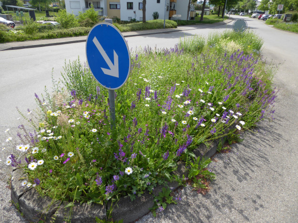 Blumenwiese auf Verkehrsinsel entlang der Buchauer Straße