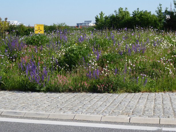 Blumenwiese auf dem Hochberger Kreisverkehr
